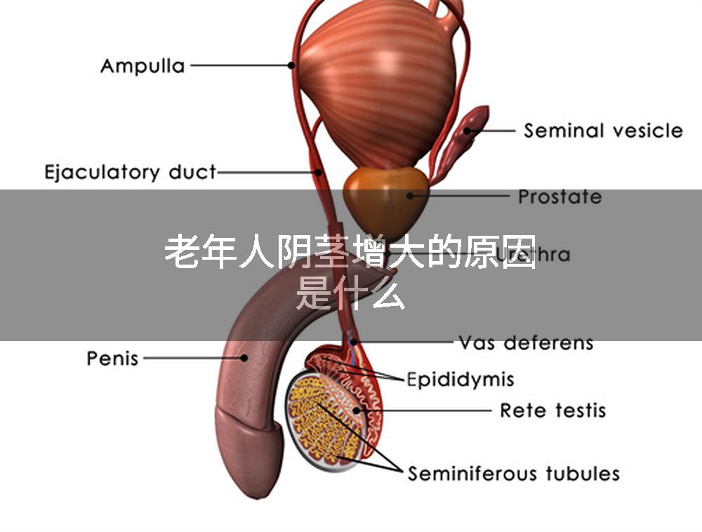 老年人阴茎增大的原因是什么