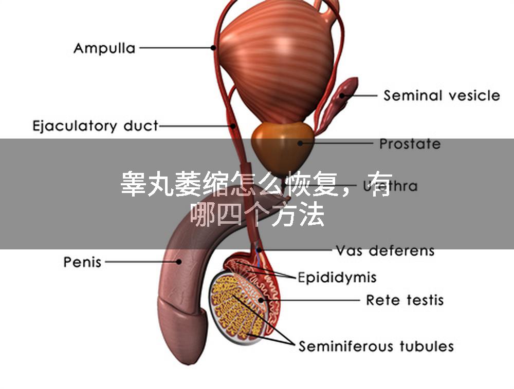 睾丸萎缩怎么恢复，有哪四个方法