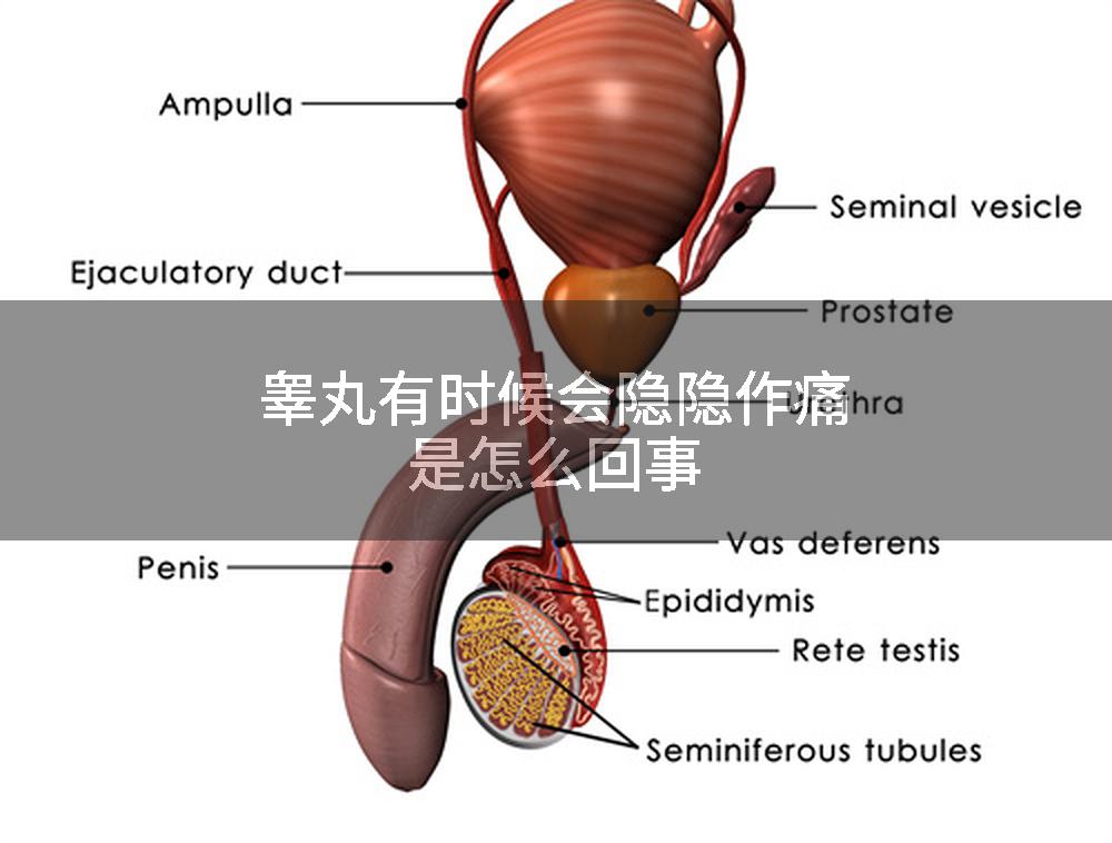 睾丸有时候会隐隐作痛是怎么回事