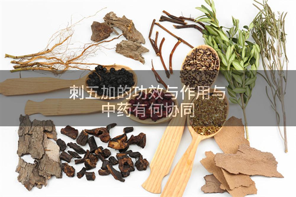 刺五加的功效与作用与中药有何协同