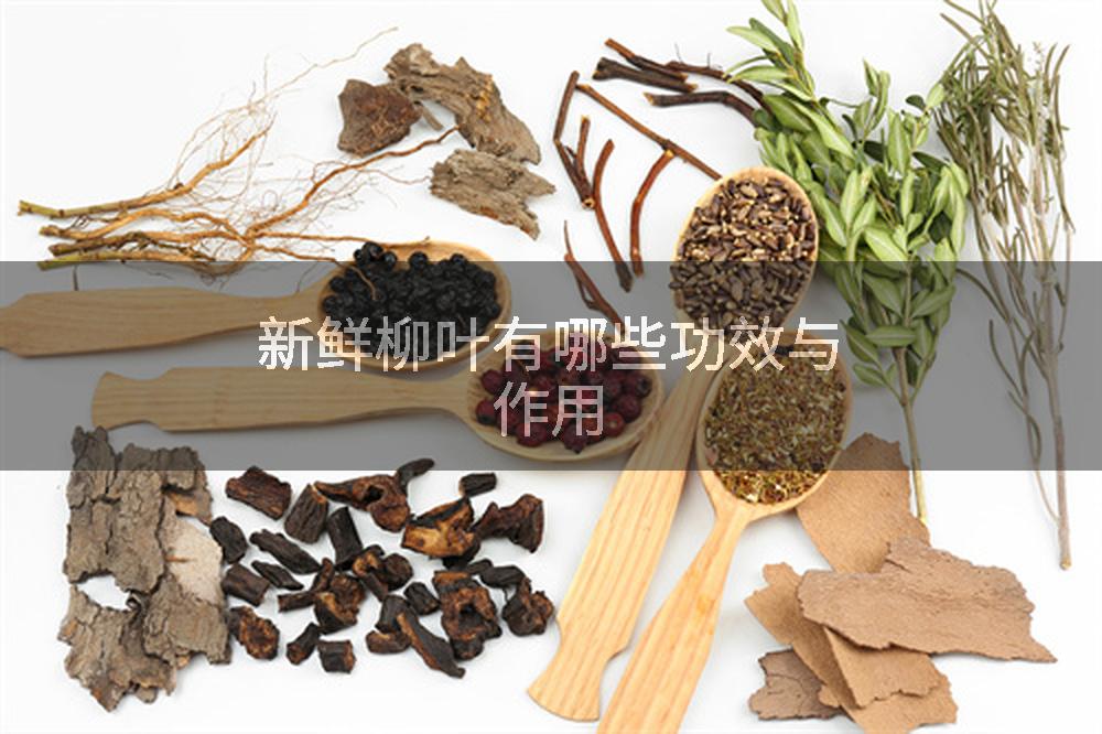 新鲜柳叶有哪些功效与作用