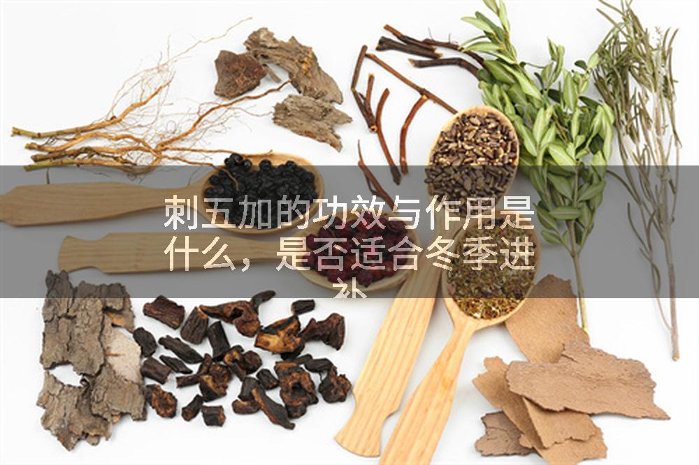 刺五加的功效与作用是什么，是否适合冬季进补