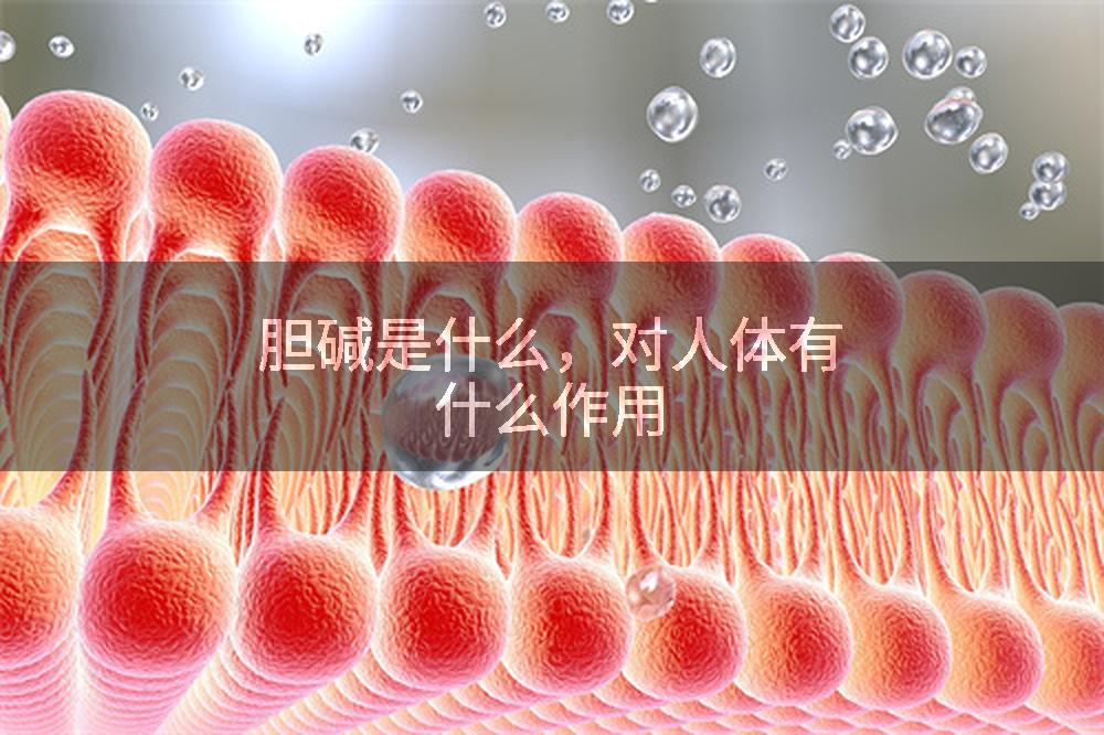 胆碱是什么，对人体有什么作用