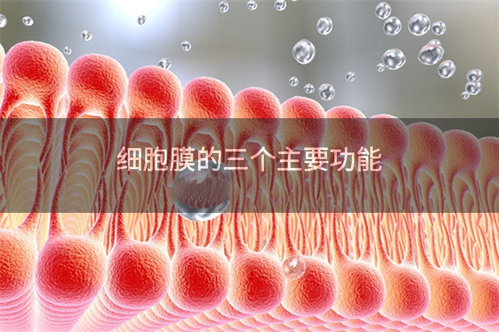 细胞膜的三个主要功能