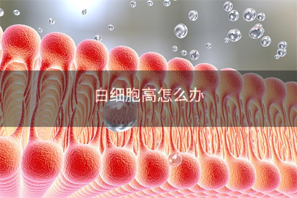 白细胞高怎么办