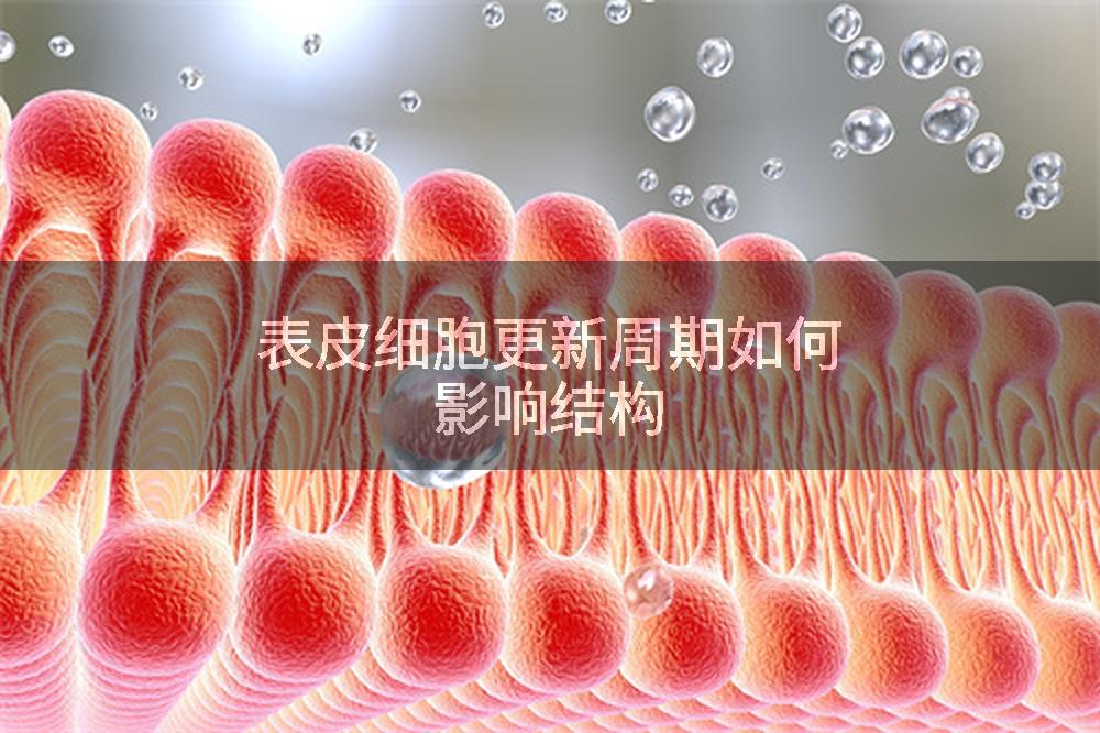 表皮细胞更新周期如何影响结构