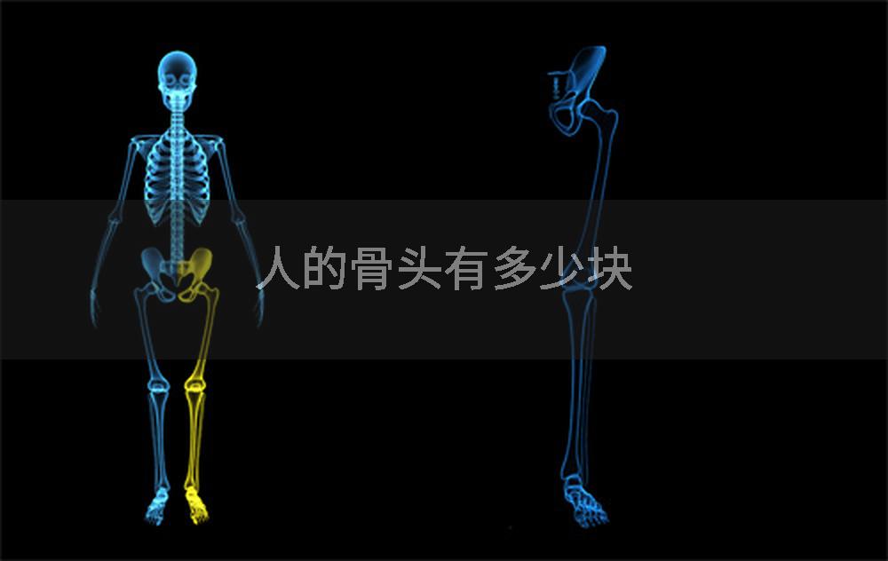 人的骨头有多少块