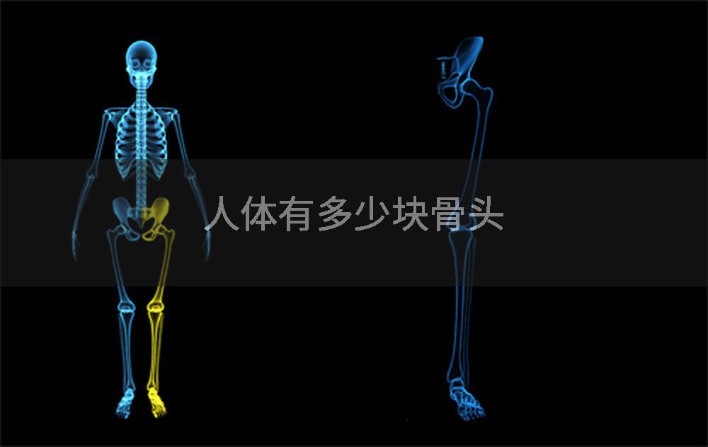 人体有多少块骨头