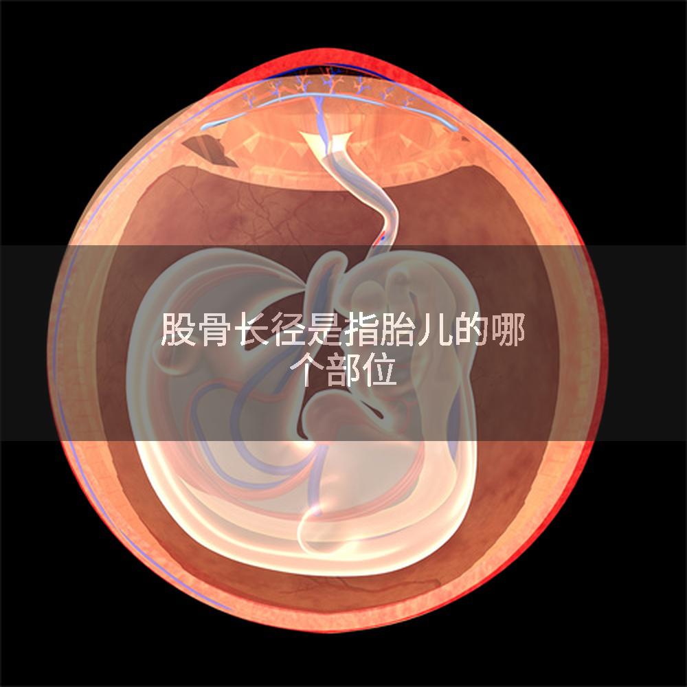 股骨长径是指胎儿的哪个部位