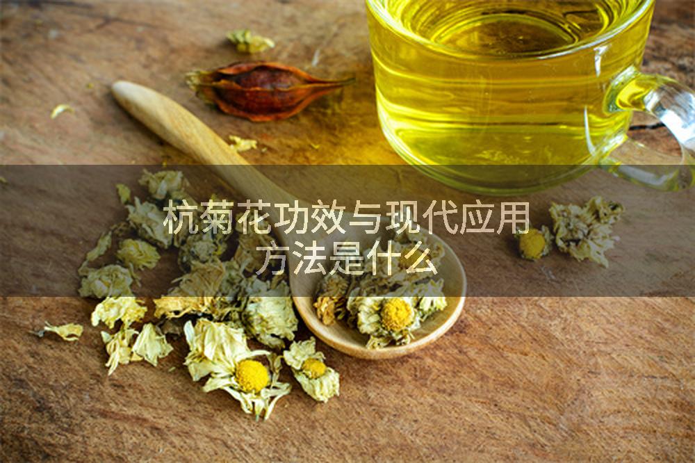 杭菊花功效与现代应用方法是什么