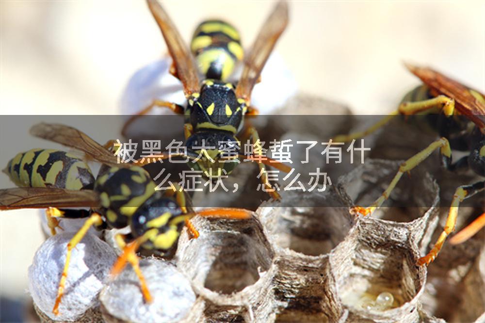 被黑色大蜜蜂蜇了有什么症状，怎么办
