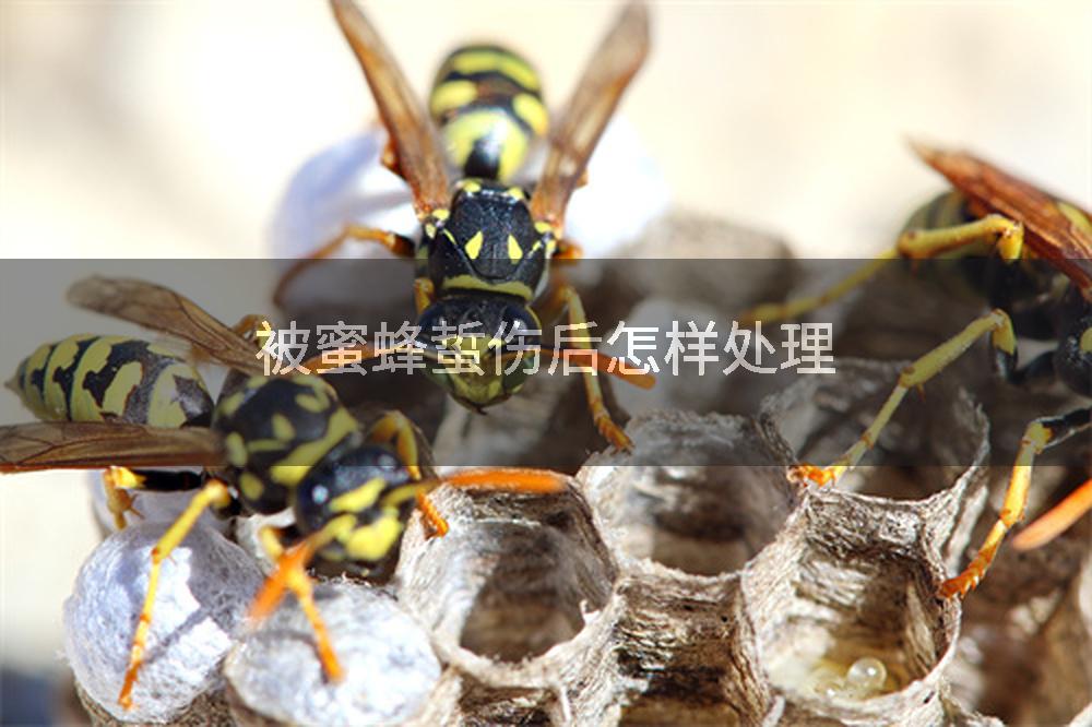 被蜜蜂蜇伤后怎样处理