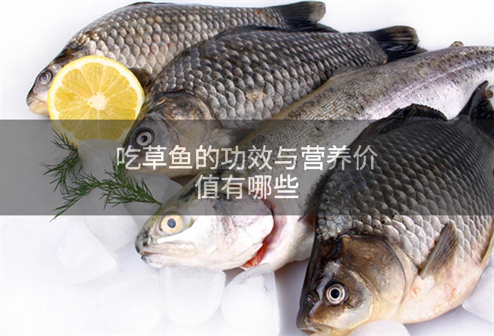 吃草鱼的功效与营养价值有哪些