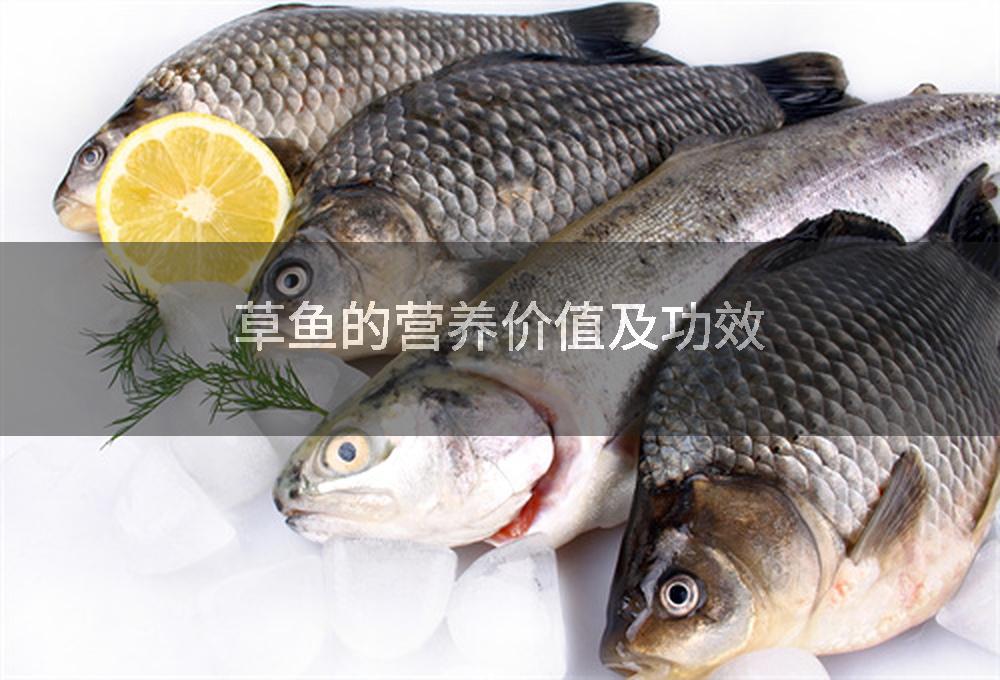 草鱼的营养价值及功效