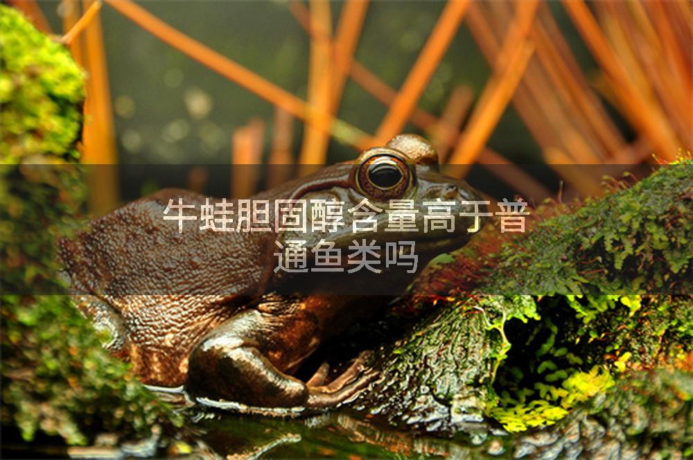 牛蛙胆固醇含量高于普通鱼类吗