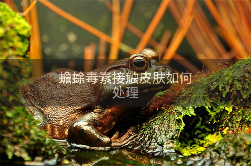 蟾蜍毒素接触皮肤如何处理