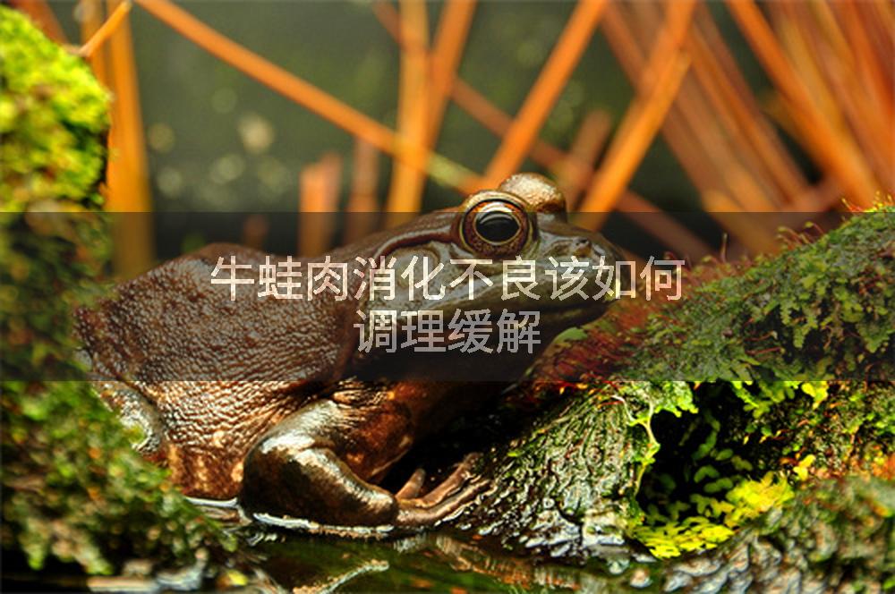 牛蛙肉消化不良该如何调理缓解