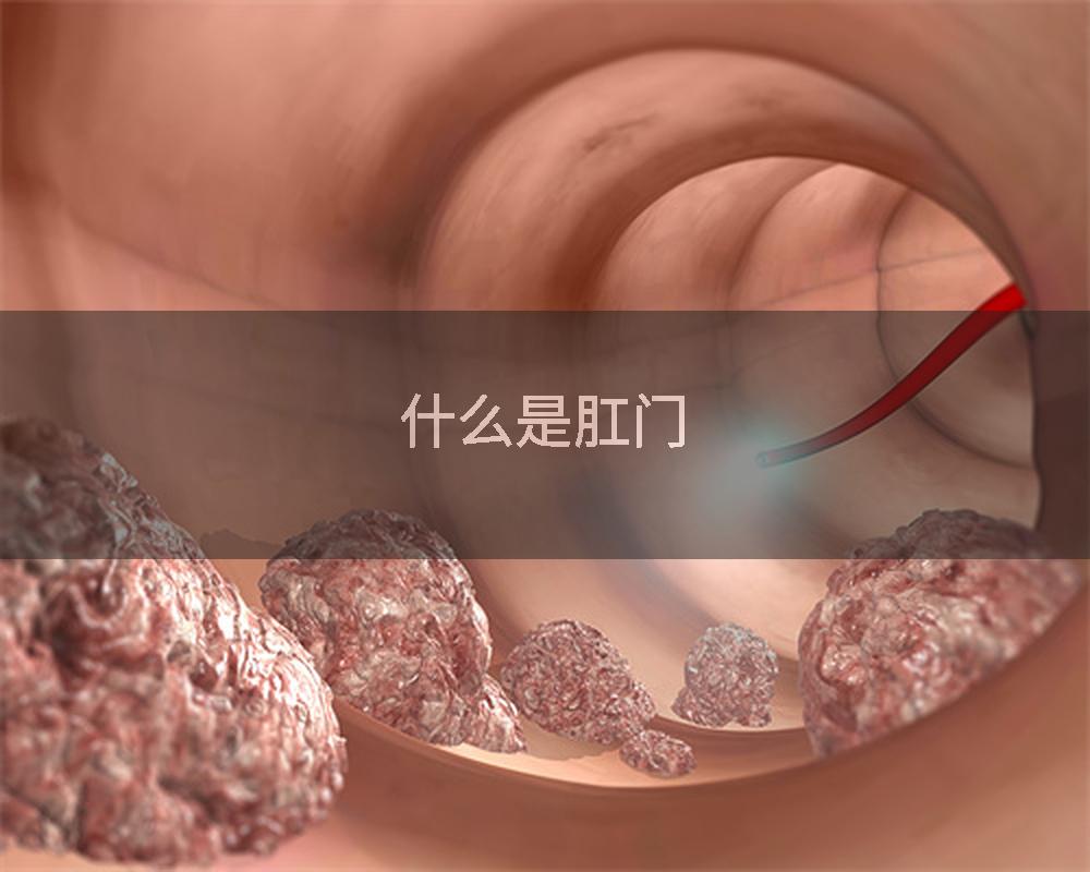 什么是肛门