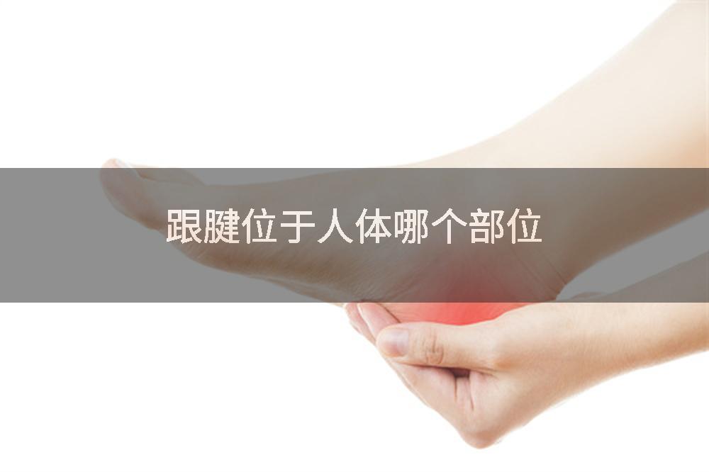 跟腱位于人体哪个部位