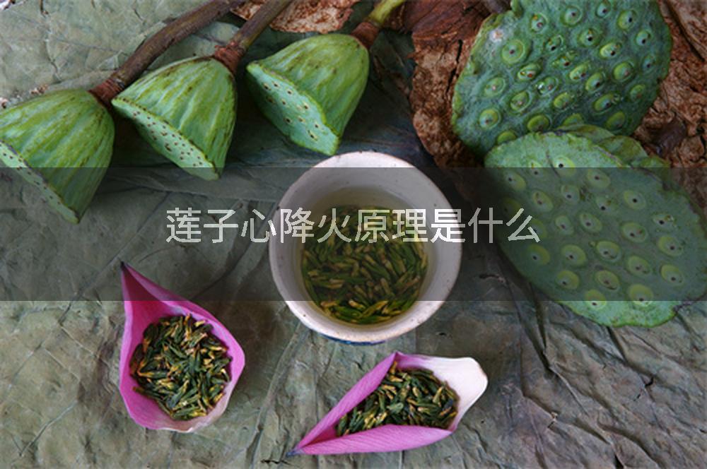 莲子心降火原理是什么