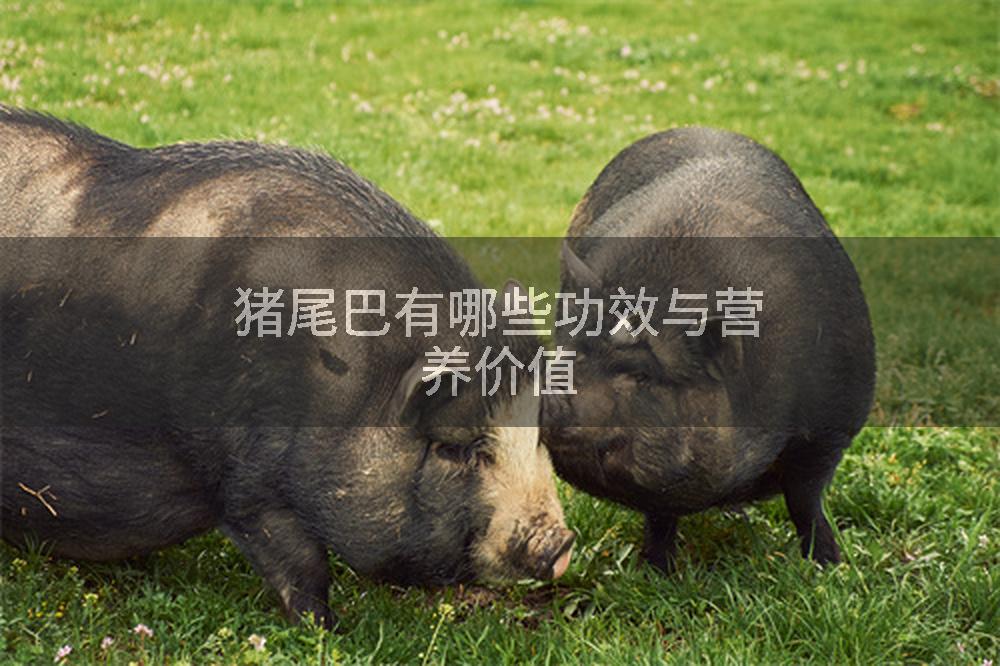 猪尾巴有哪些功效与营养价值