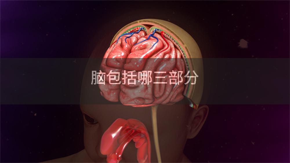 脑包括哪三部分