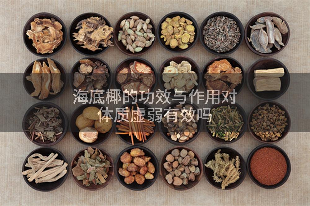 海底椰的功效与作用对体质虚弱有效吗