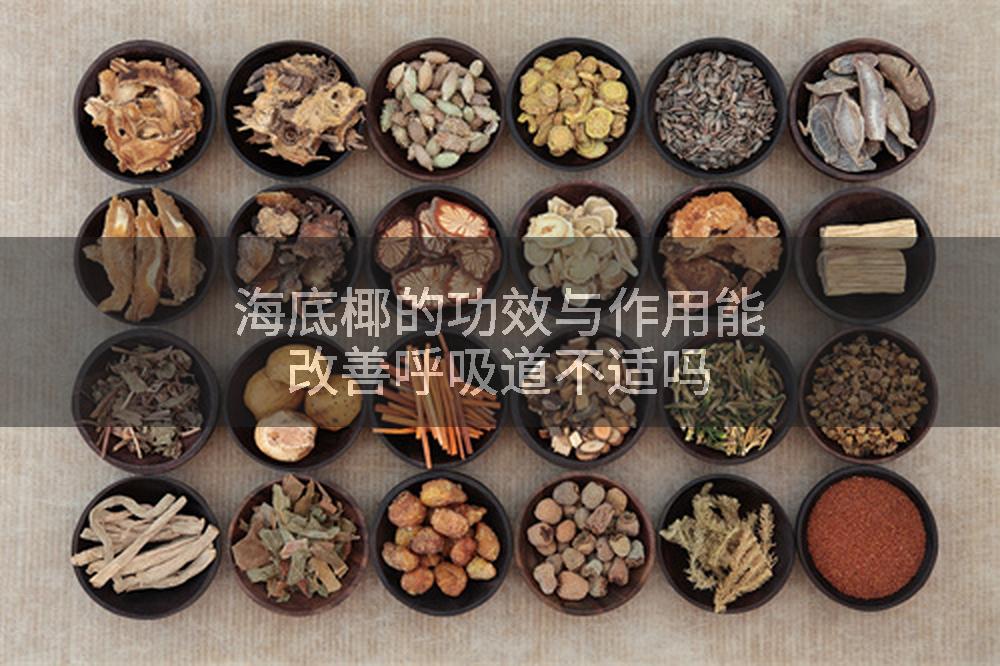海底椰的功效与作用能改善呼吸道不适吗