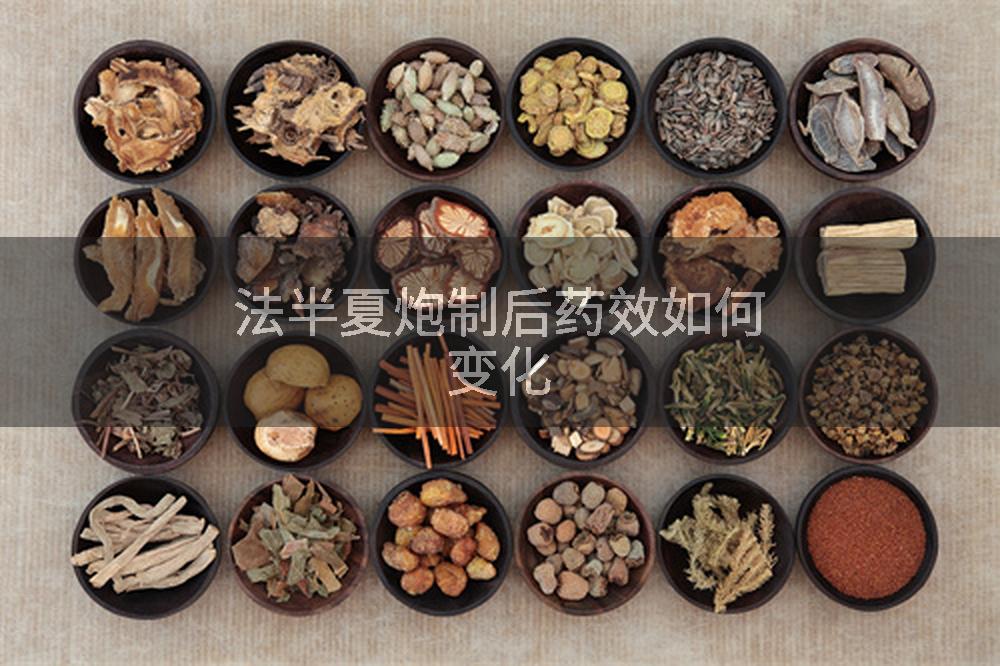 法半夏炮制后药效如何变化