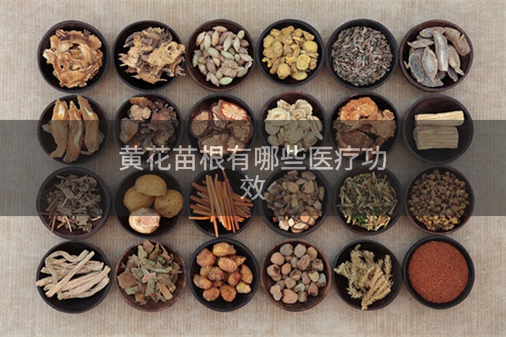 黄花苗根有哪些医疗功效