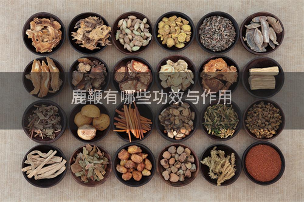 鹿鞭有哪些功效与作用