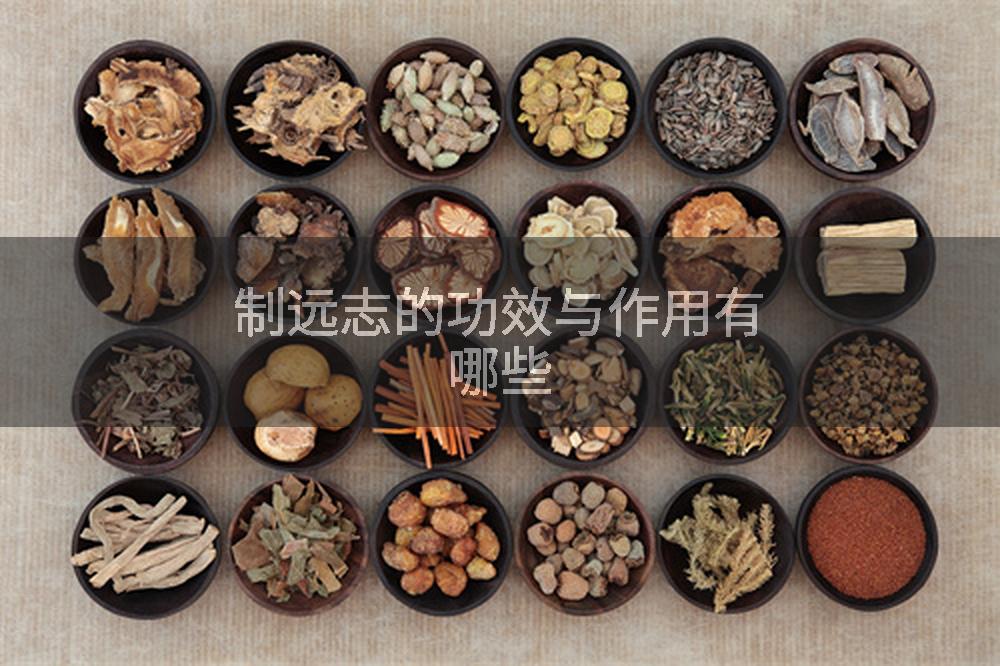 制远志的功效与作用有哪些