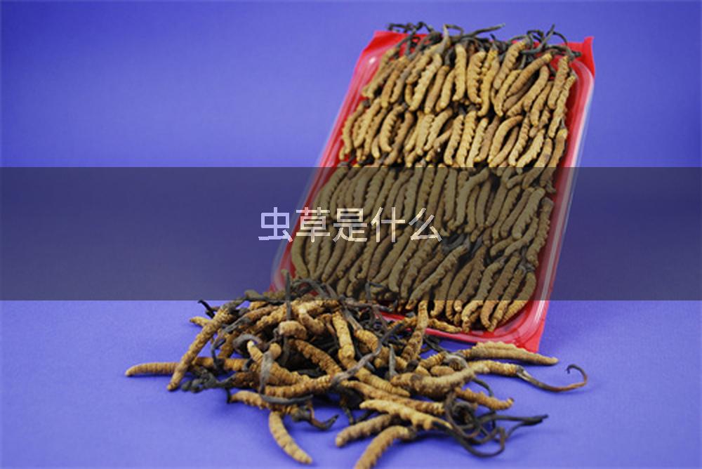 虫草是什么