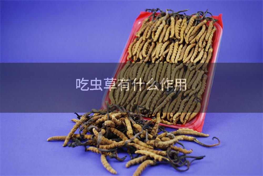 吃虫草有什么作用