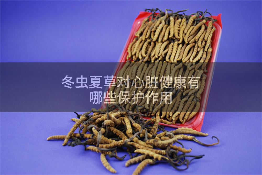 冬虫夏草对心脏健康有哪些保护作用