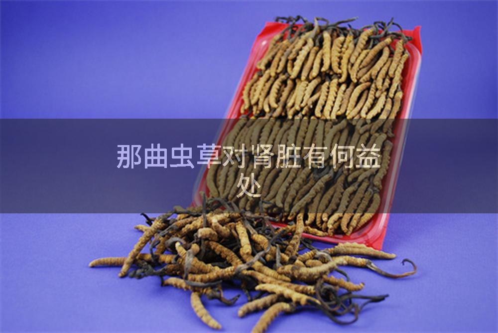 那曲虫草对肾脏有何益处