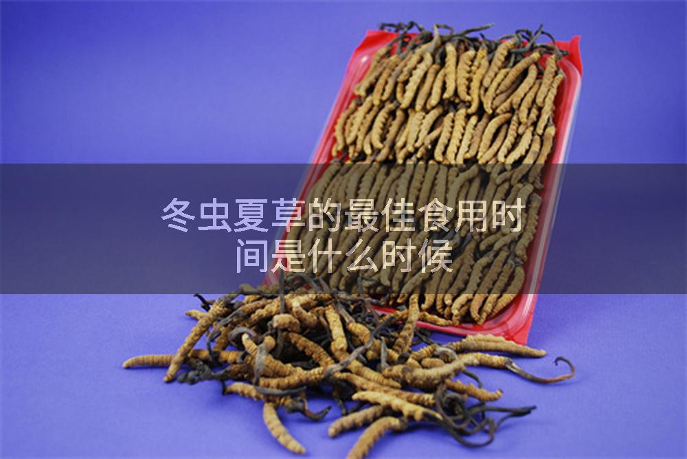 冬虫夏草的最佳食用时间是什么时候