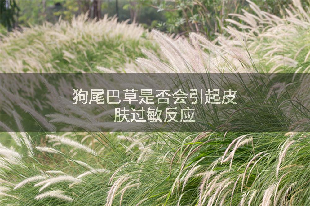 狗尾巴草是否会引起皮肤过敏反应