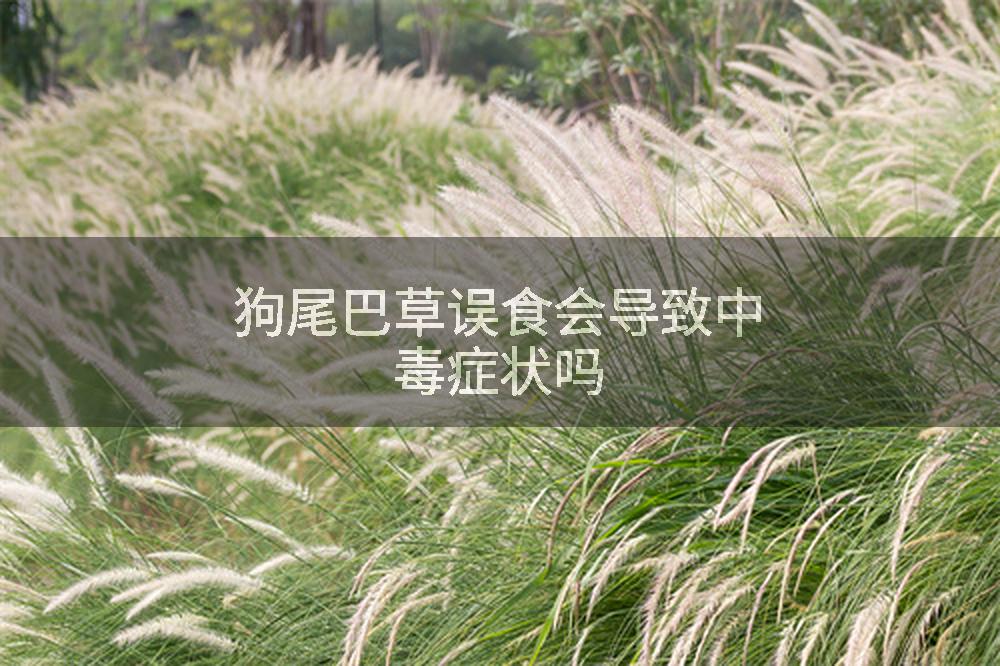 狗尾巴草误食会导致中毒症状吗