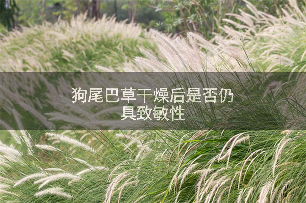 狗尾巴草干燥后是否仍具致敏性