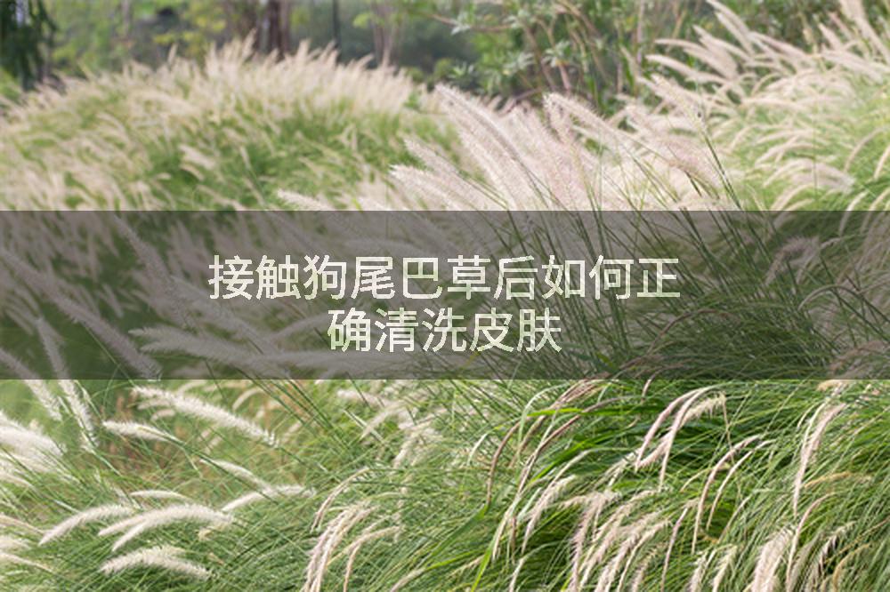 接触狗尾巴草后如何正确清洗皮肤