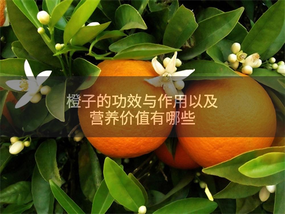 橙子的功效与作用以及营养价值有哪些