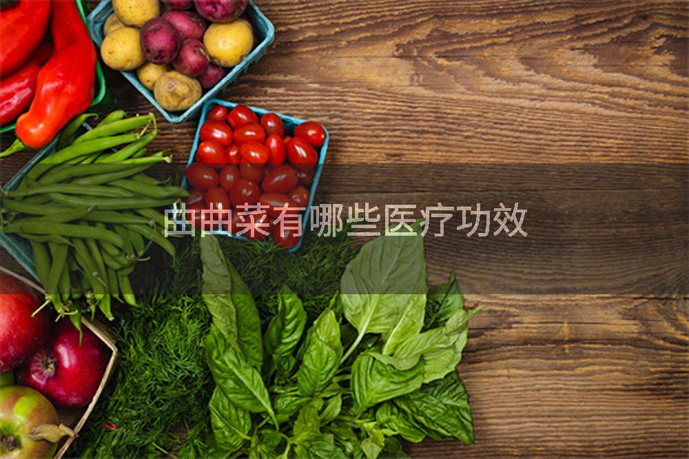 曲曲菜有哪些医疗功效