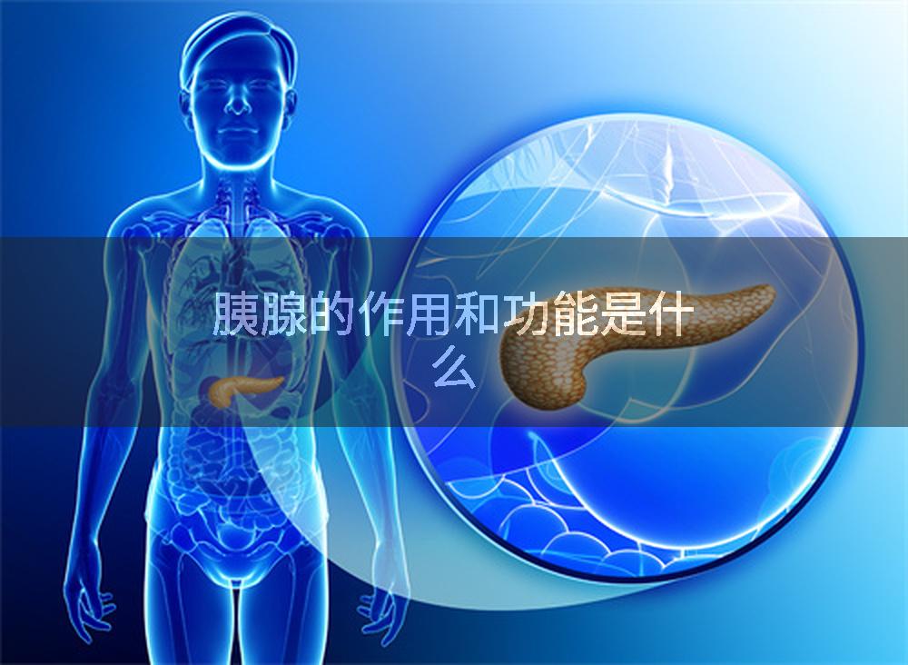 胰腺的作用和功能是什么