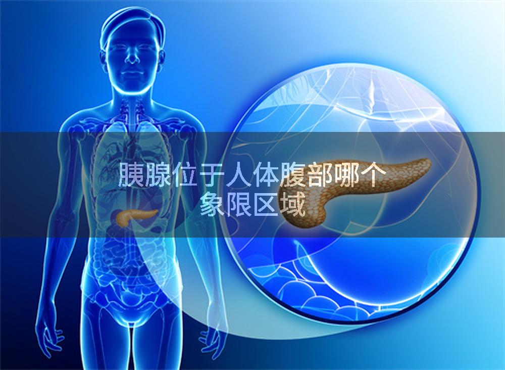 胰腺位于人体腹部哪个象限区域
