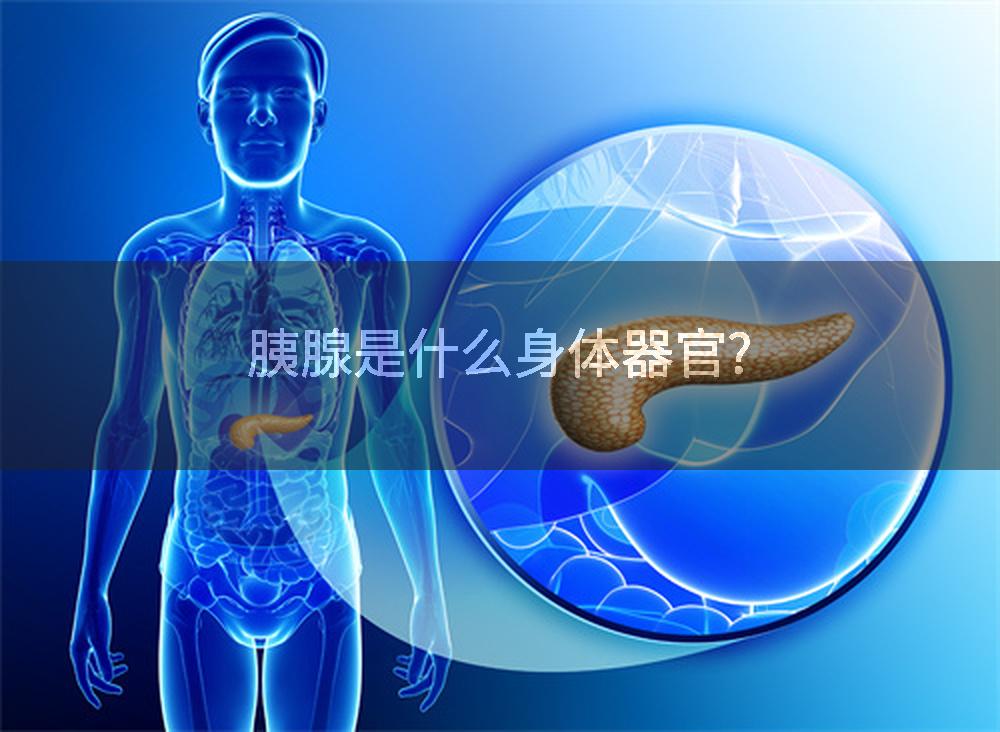 胰腺是什么身体器官?