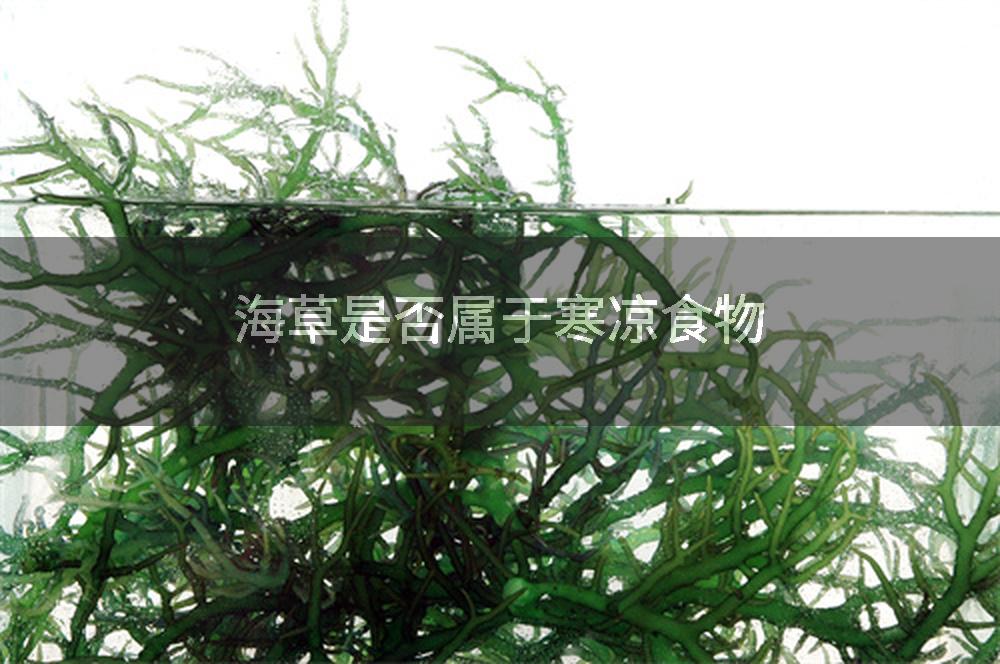 海草是否属于寒凉食物