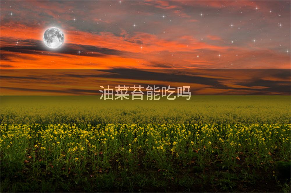 油菜苔能吃吗