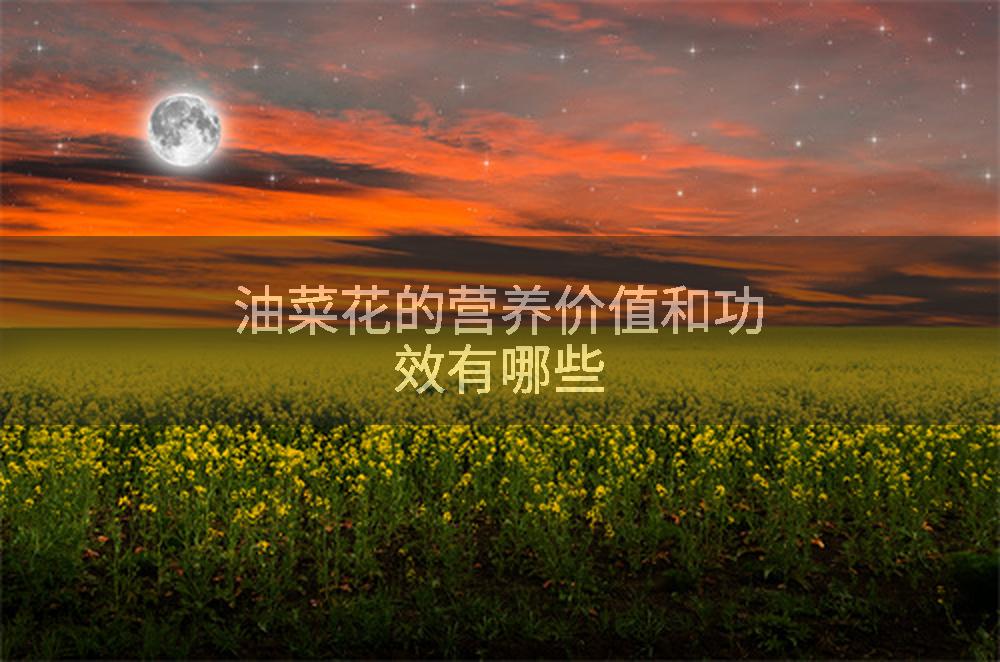 油菜花的营养价值和功效有哪些