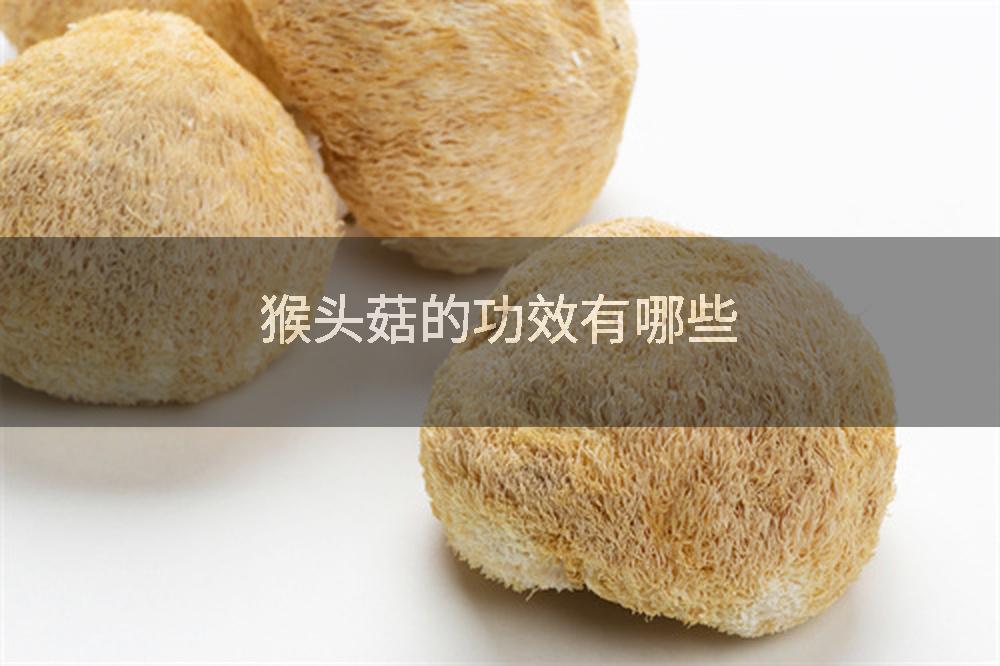 猴头菇的功效有哪些